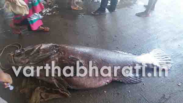 ಮೀನುಗಾರರಿಗೆ ಸಿಕ್ಕ ಮೀನಿನ ತೂಕ ಎಷ್ಟು ಗೊತ್ತೇ..?